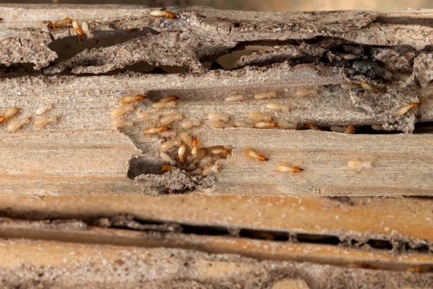 Professional Pest Control in Mecca, CA